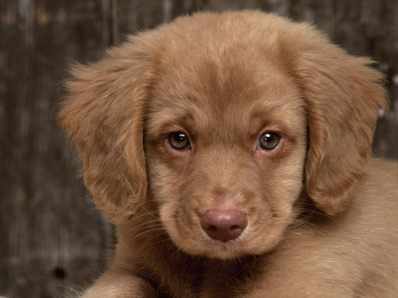 обои Buck,   Nova Scotia Duck Tolling Retriever фото