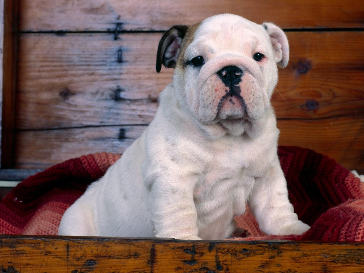 обои Bulldog Puppy фото