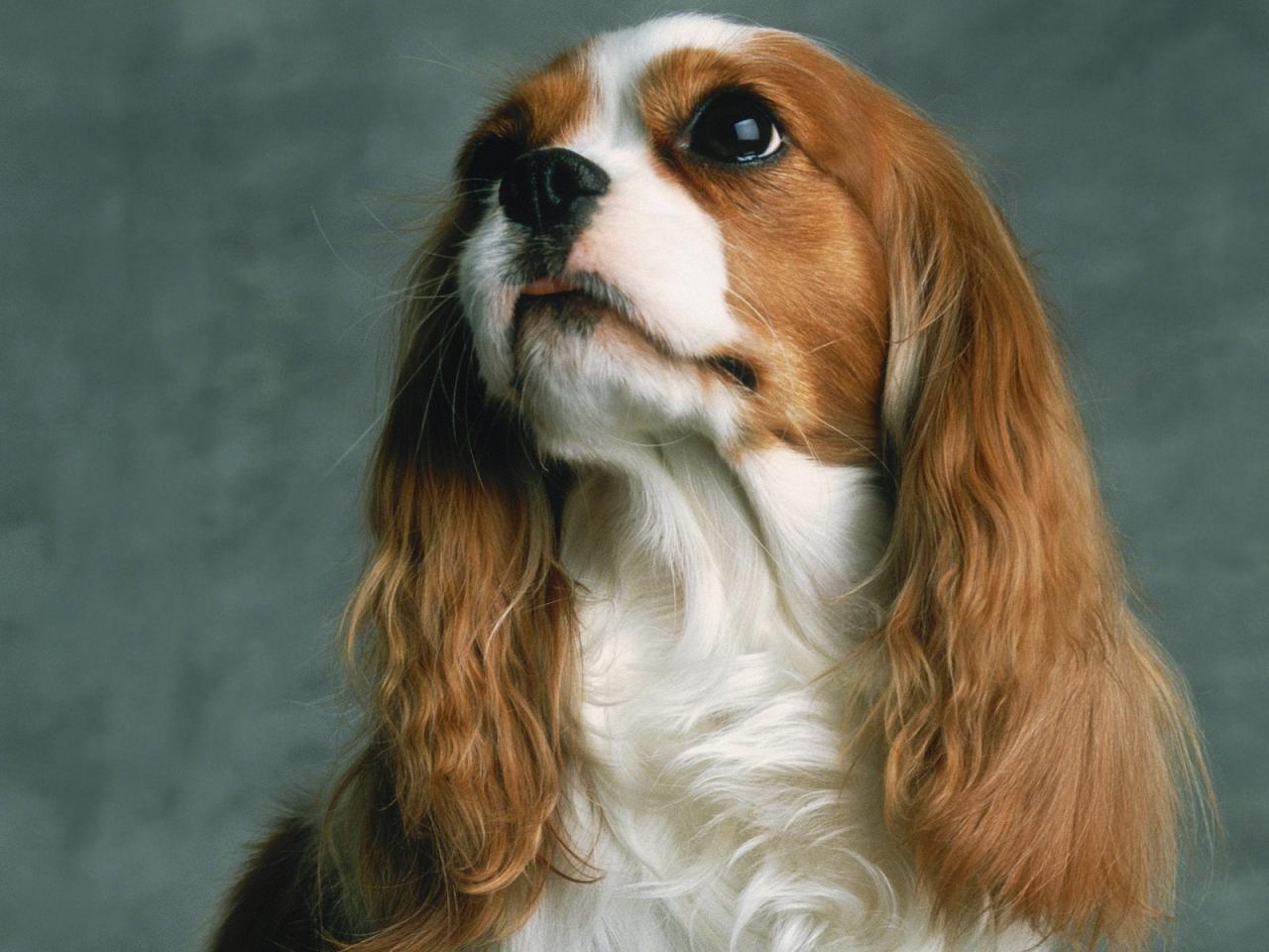 обои Cavalier King Charles Spaniel фото