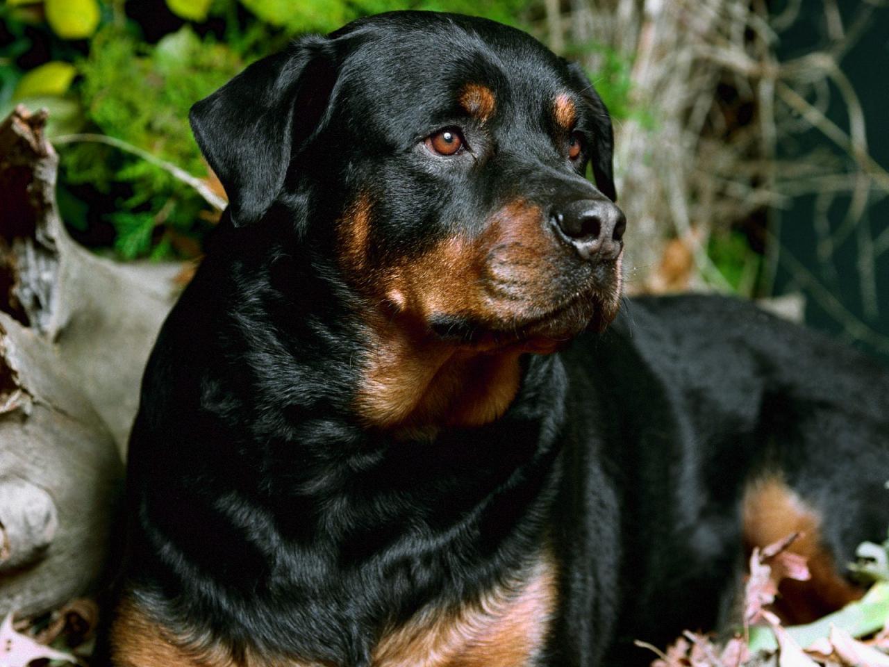 обои Champ,   Rottweiler фото