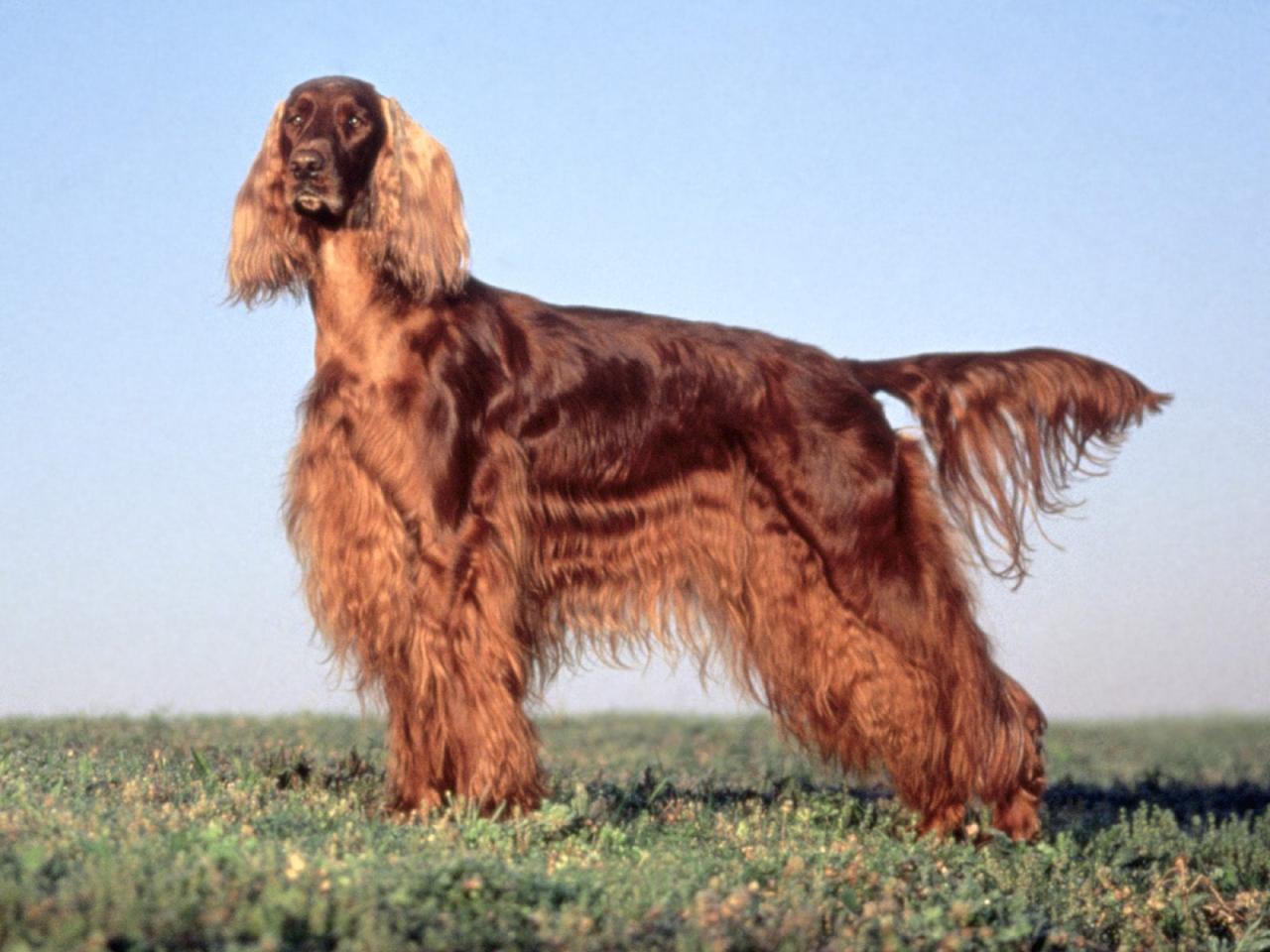 обои Energizer,   Champion Irish Setter фото