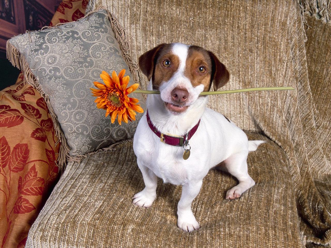 обои Good Dog,   Jack Russell Terrier фото