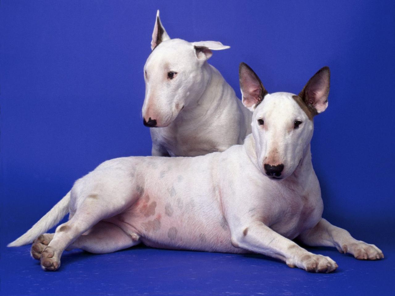 обои William and Lucas,   Bull Terriers фото