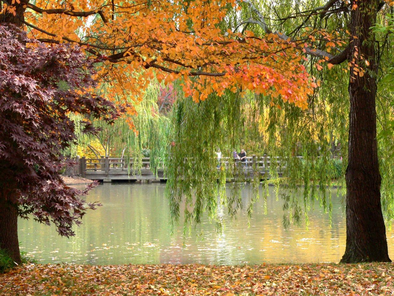 обои Деревья и река осенью фото