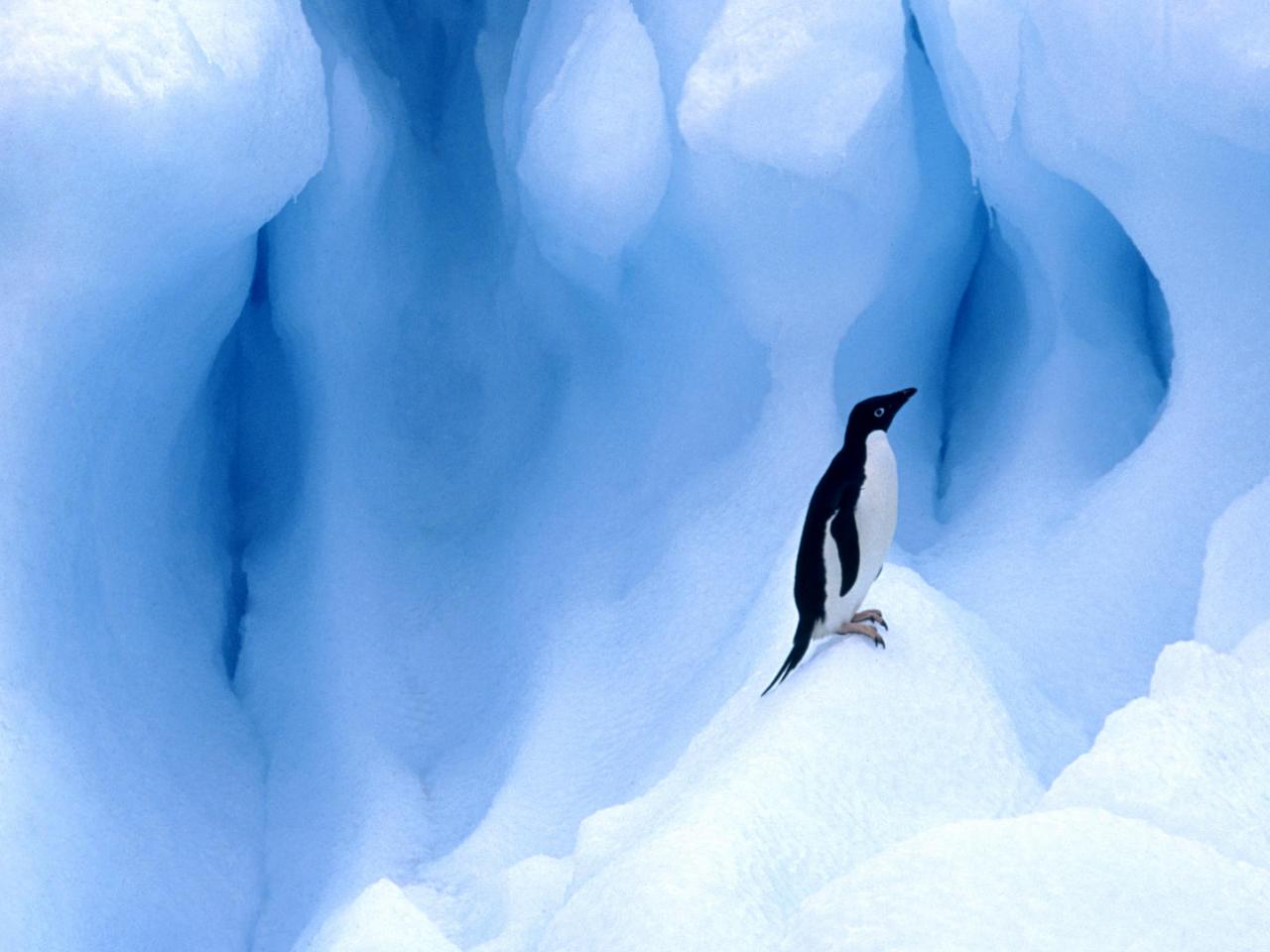 обои Adelie Penguin,   South Shetland Islands,   Antarctic Peninsula фото