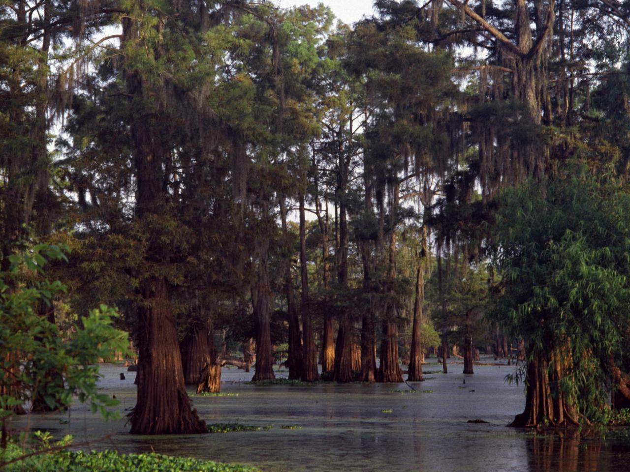 обои Bald Cypress Trees at Sunset,   Louisiana фото