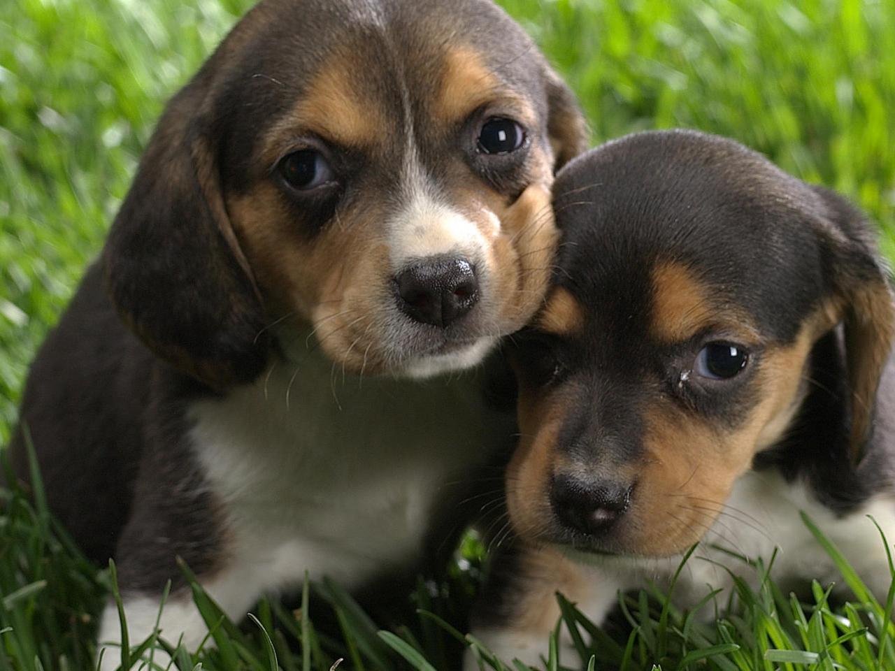 обои Beagle Puppies фото