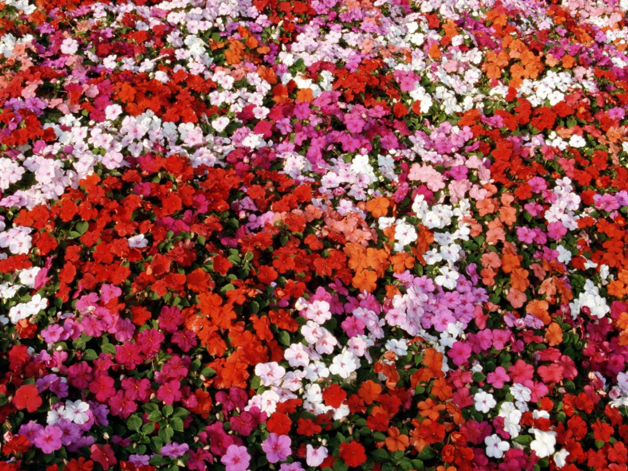 обои Bed of Impatiens фото