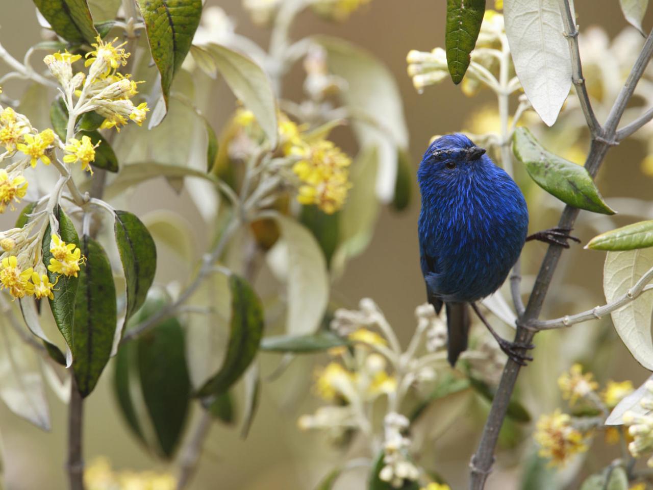 обои Blue-and-Black Tanager,   Andes,   Peru фото