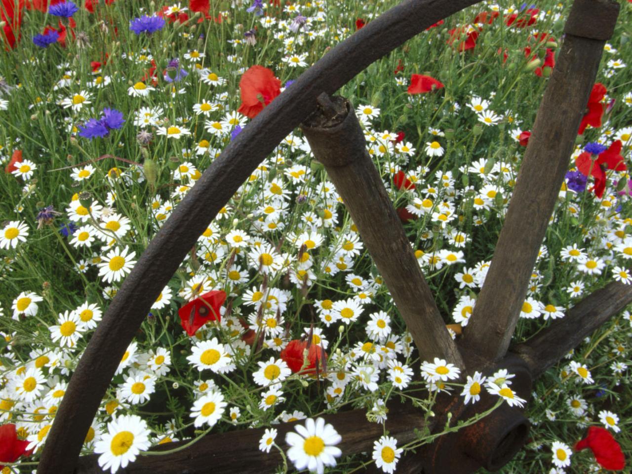 обои Corn Chamomile Poppies and Cornflowers фото