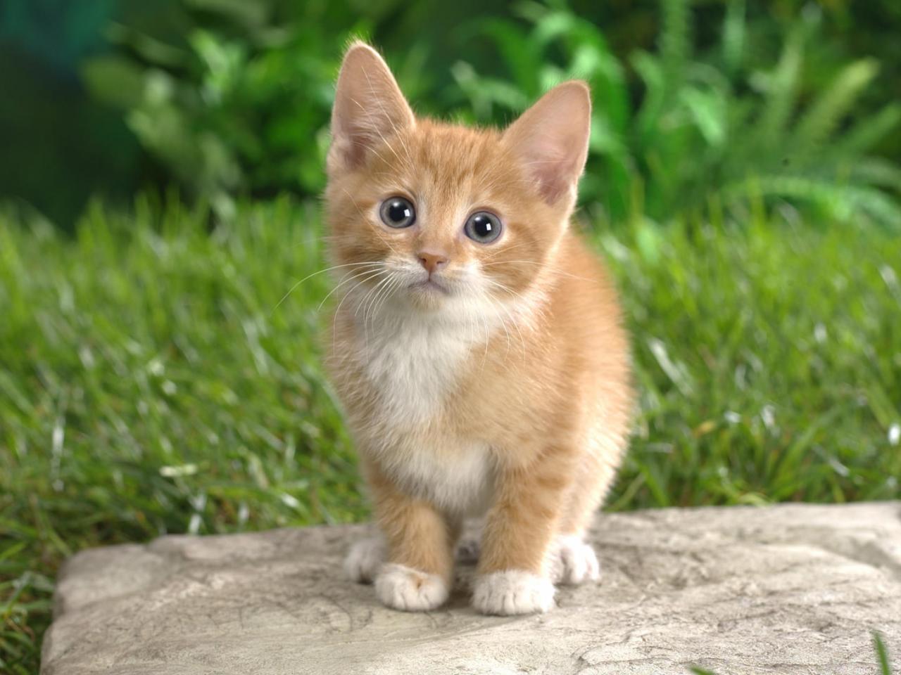 обои Curious Tabby Kitten фото