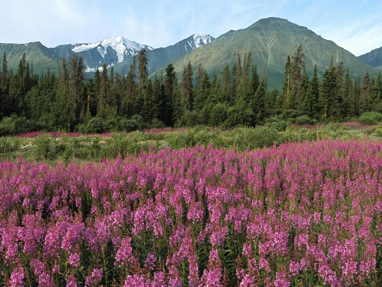 обои Kluane National Park фото