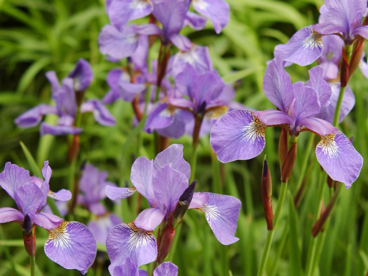 обои Flowering Irises фото