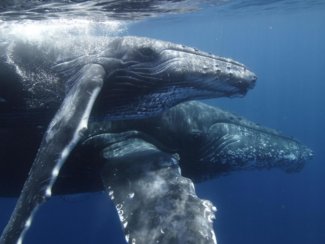 обои Humpback Whale Mother and Calf фото