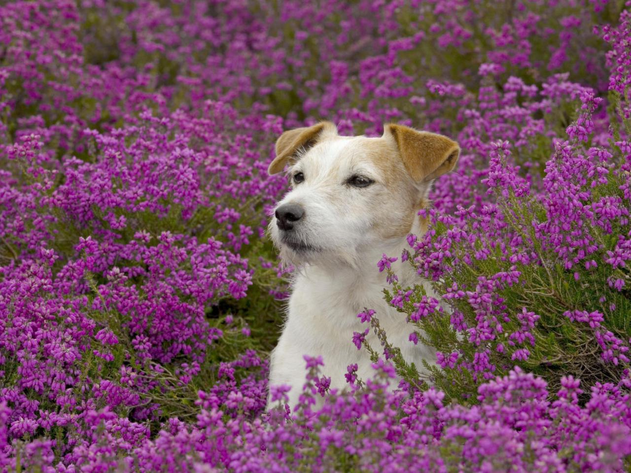 обои Jack Russell Terrier in Heather фото