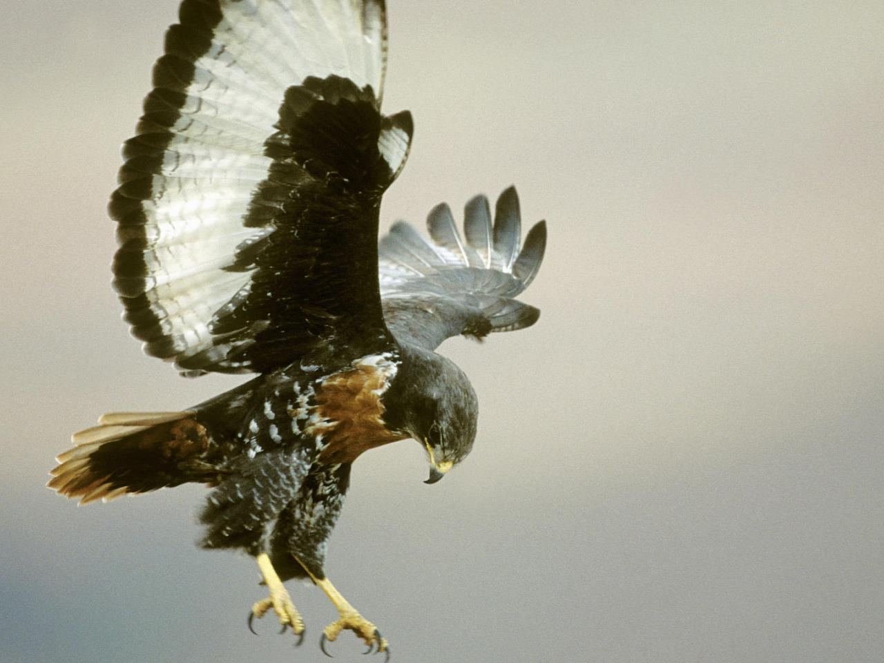 обои Jackal Buzzard in Flight фото