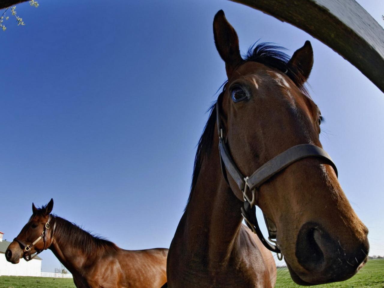 обои Лошадки на конюшне фото