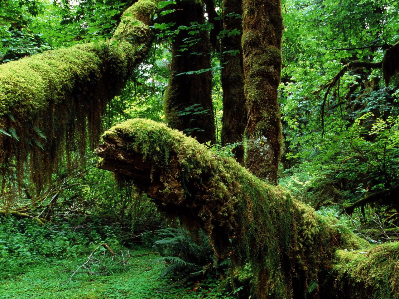 обои Mossy Trunks,   Hoh Rainforest,   Washington фото