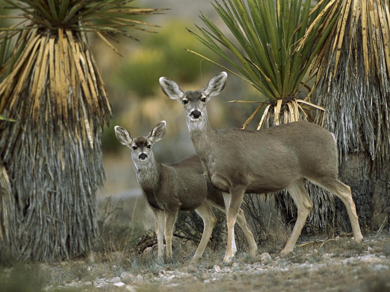 обои Mule Deer Amid Yucca,   Chihuahuan Desert,   Mexico фото