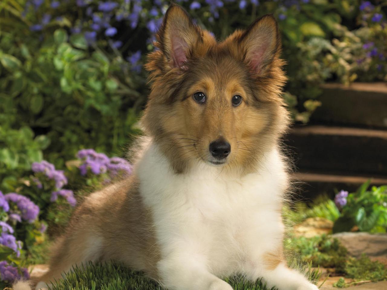 обои Sheltie Puppy фото