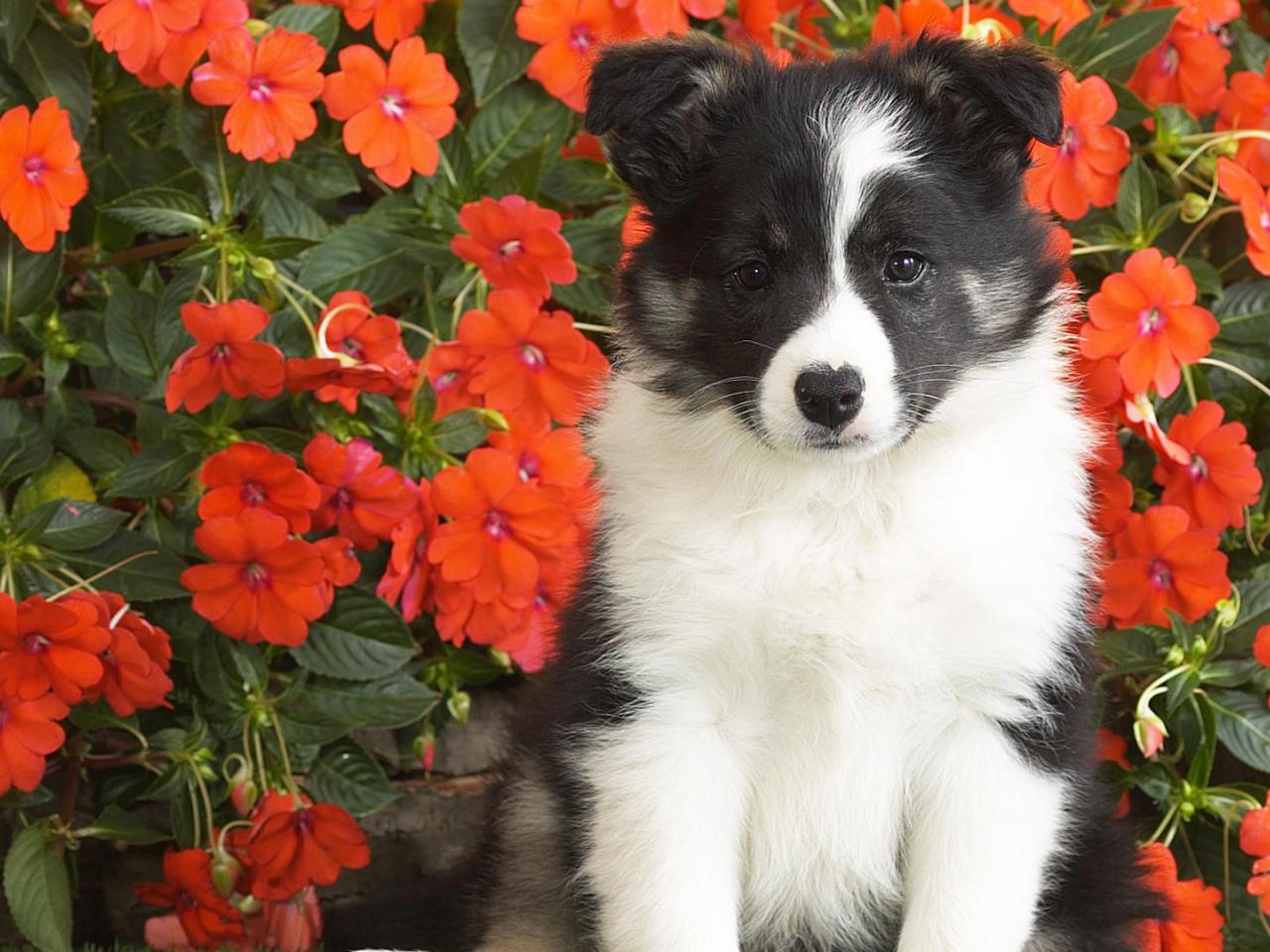 обои Shetland Sheepdog Puppy фото