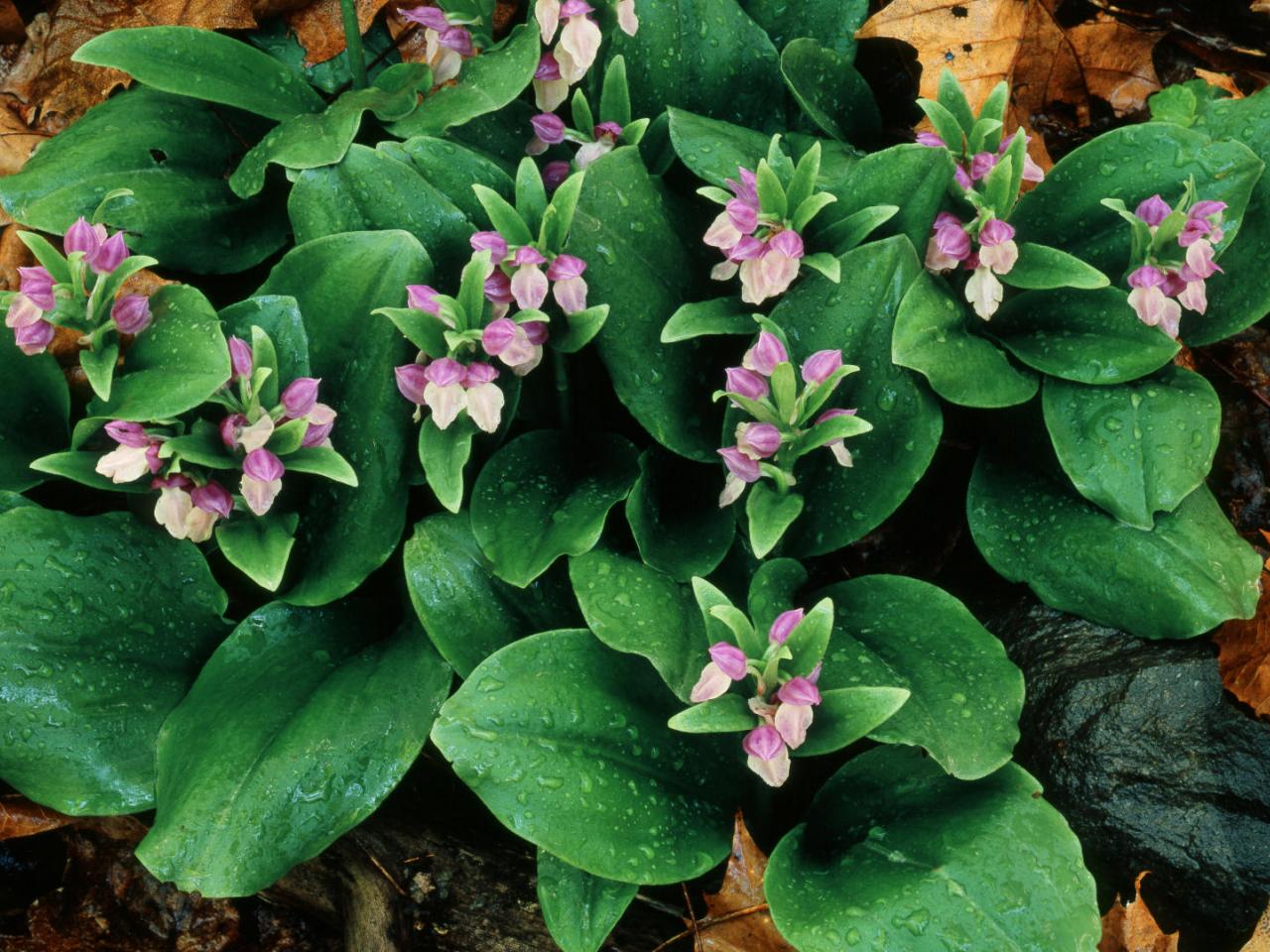 обои Showy Orchis in Bloom фото