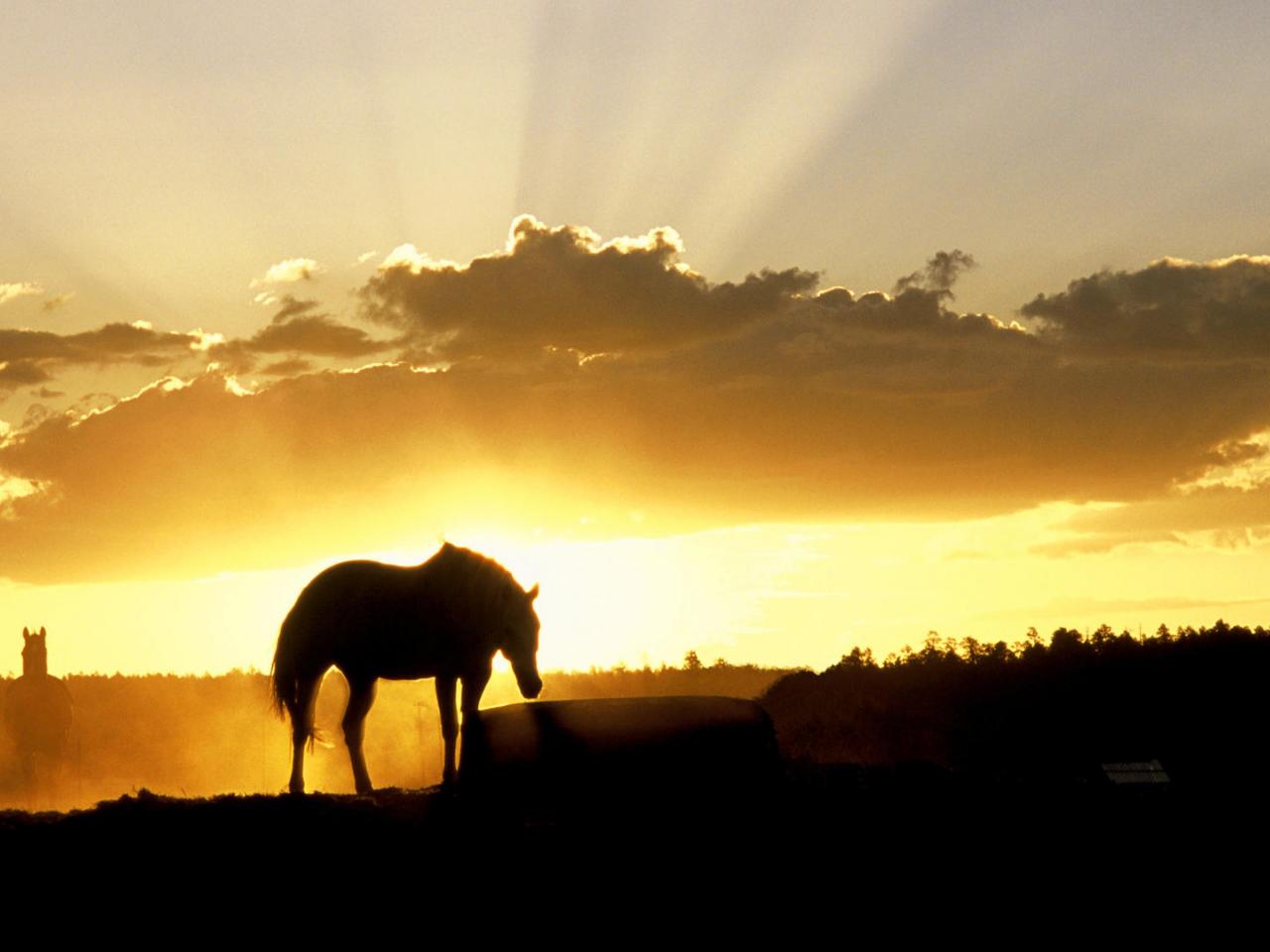 обои Sundown on the Farm фото