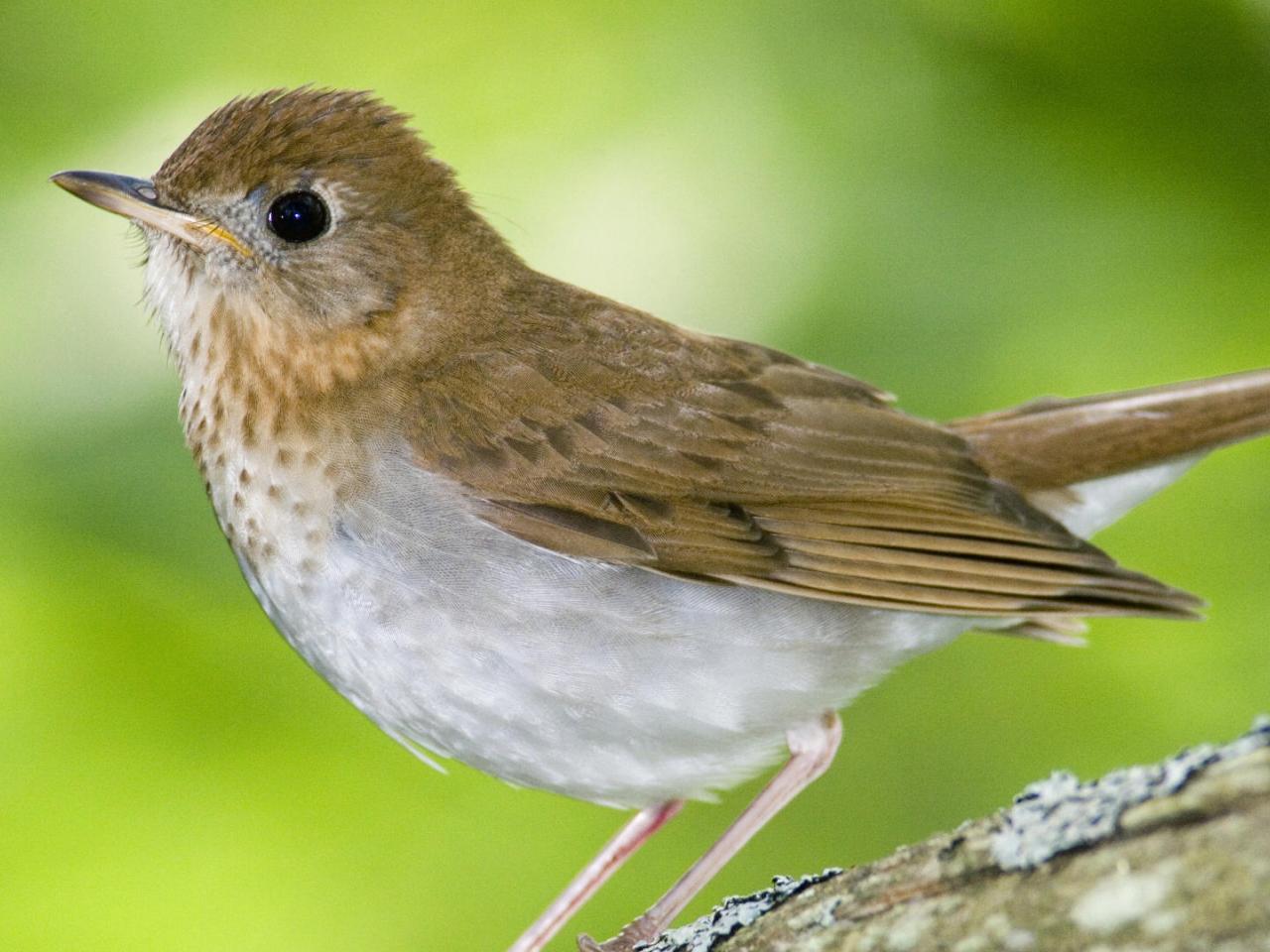 обои Veery,   Kingston,   Annapolis Valley,   Nova Scotia,   Canada фото