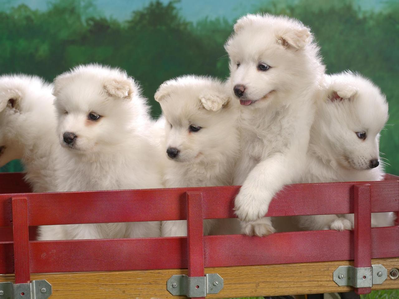 обои Wagonload of Samoyed Puppies фото