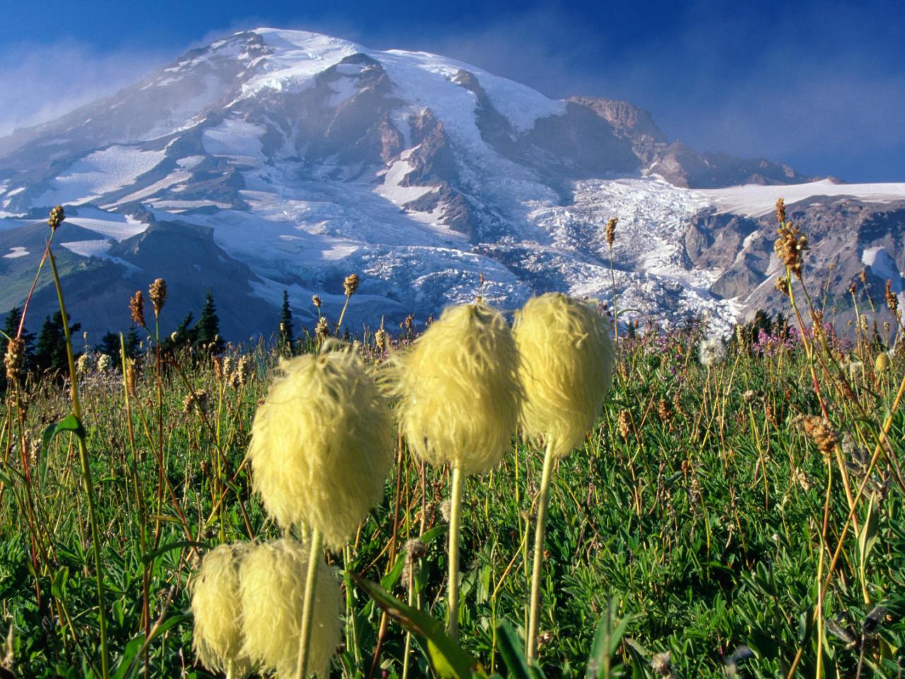 обои Mount Rainier National Park фото