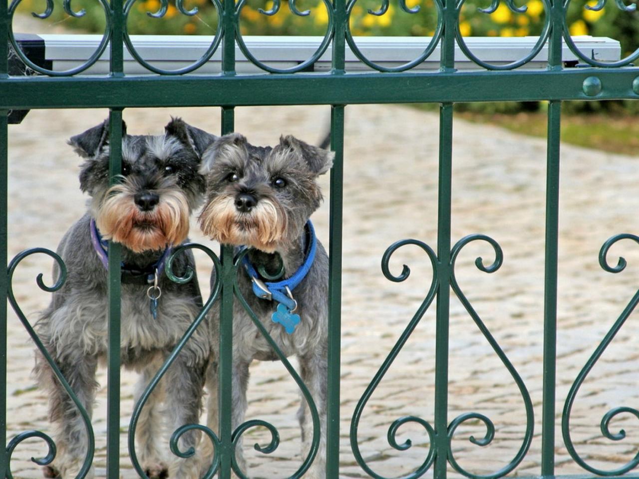 обои Dogs Cvergshnaucery фото