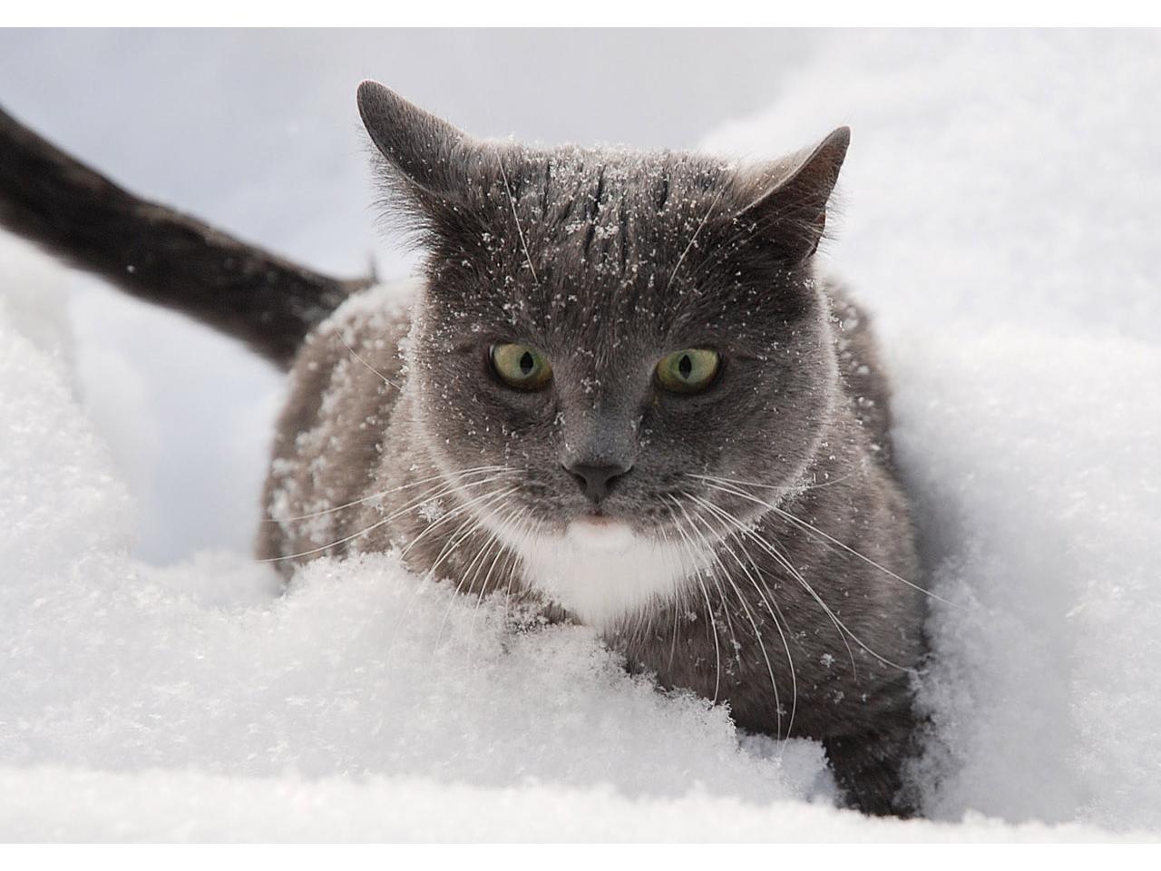 обои Кошка в снегу фото