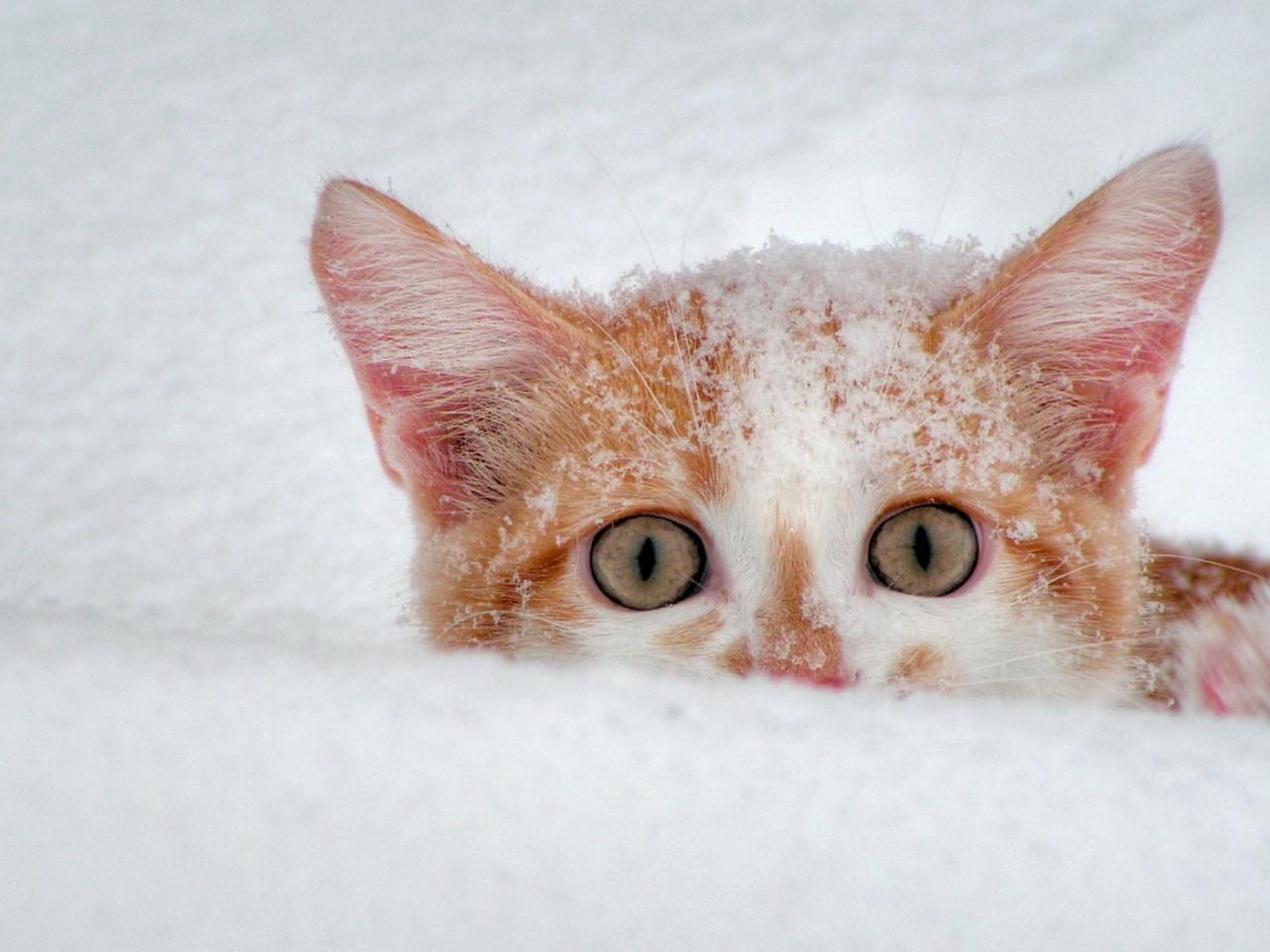 обои Котик в снегу фото