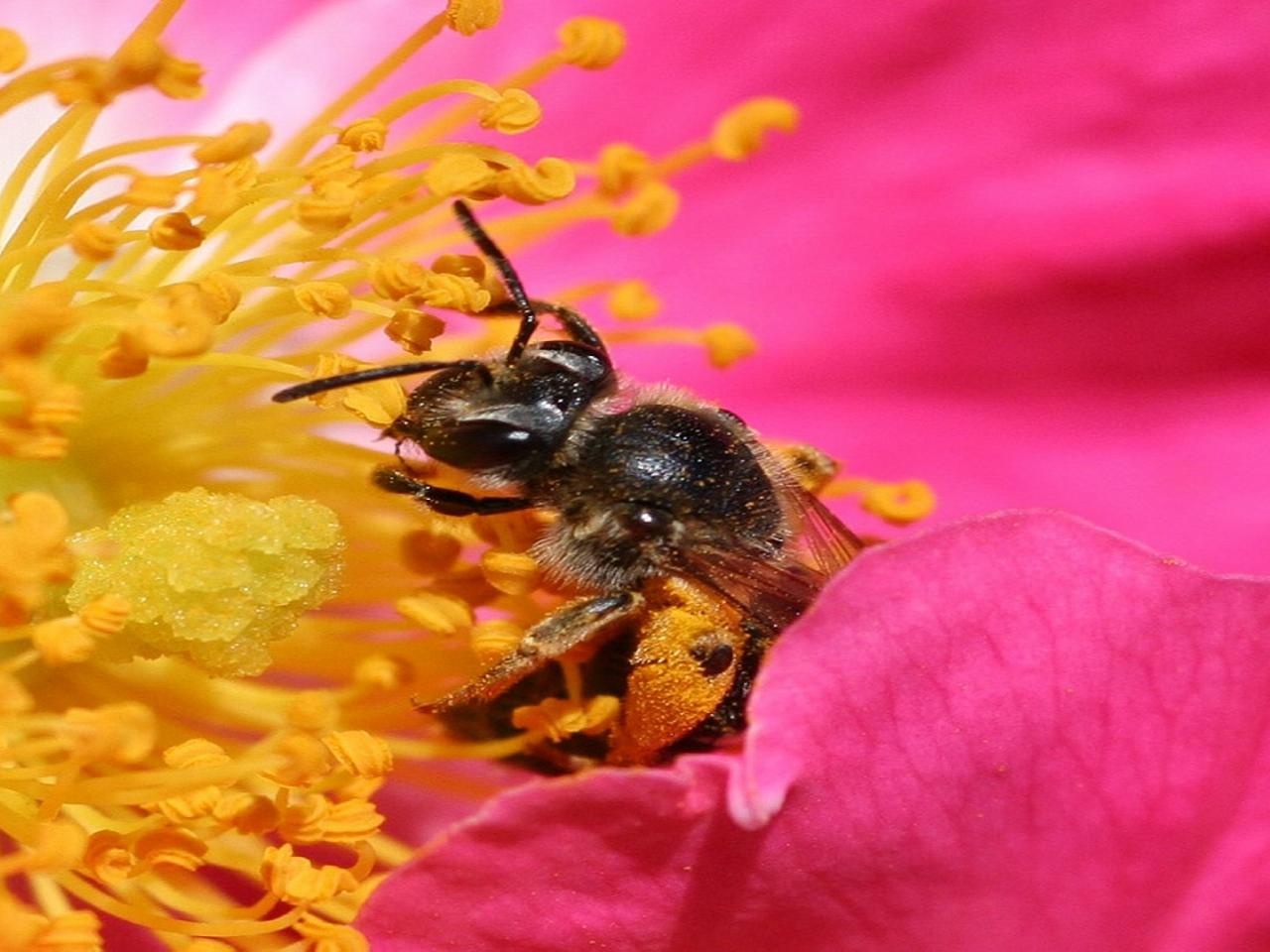 обои Bee pollenating a rose фото