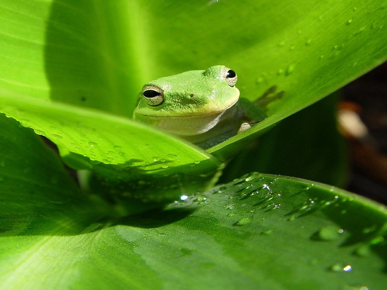 обои Frogs green фото