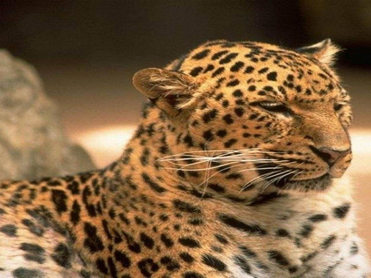обои Leopard exotic фото