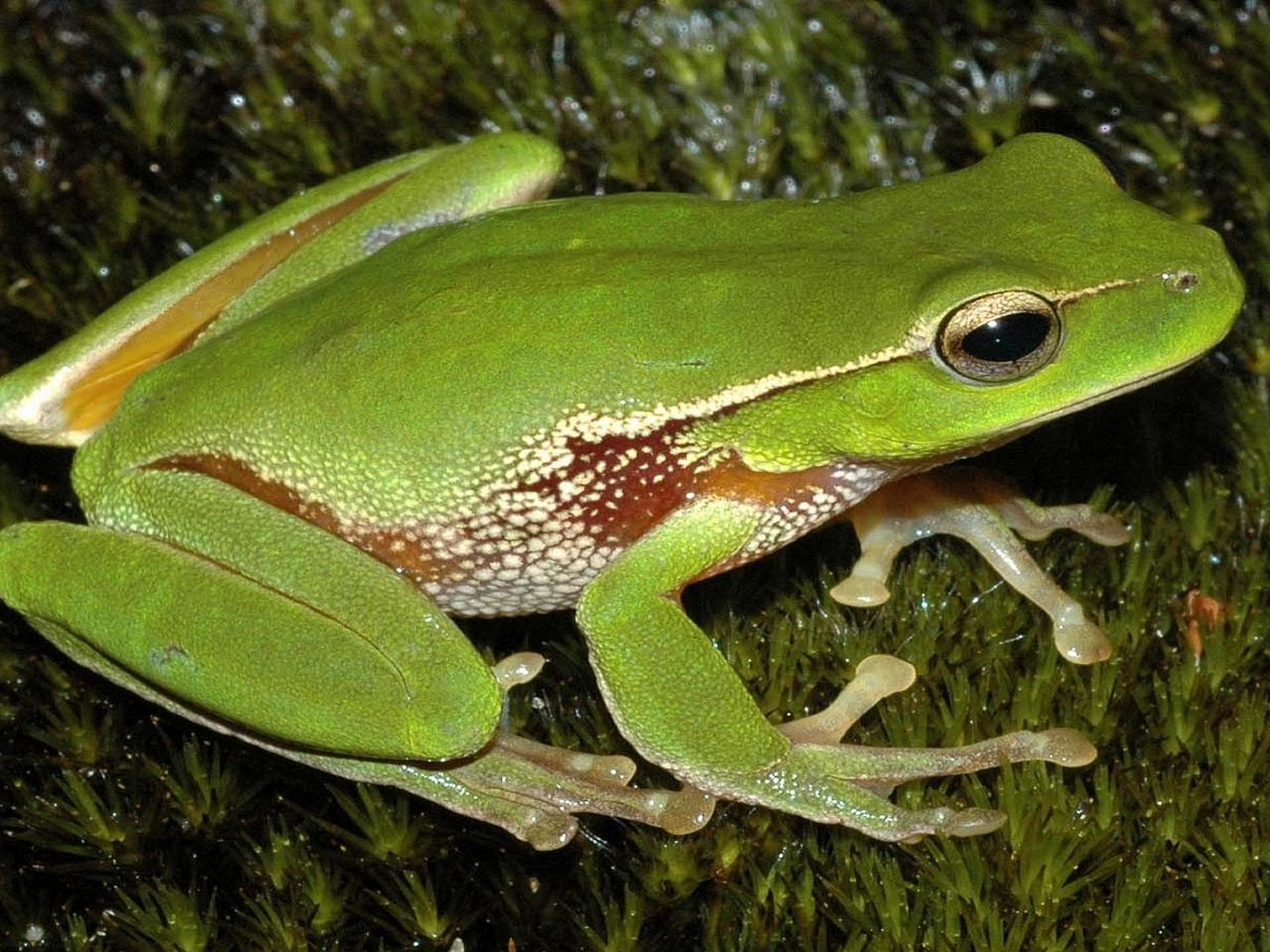 обои Litoria phyllochroa green frog фото