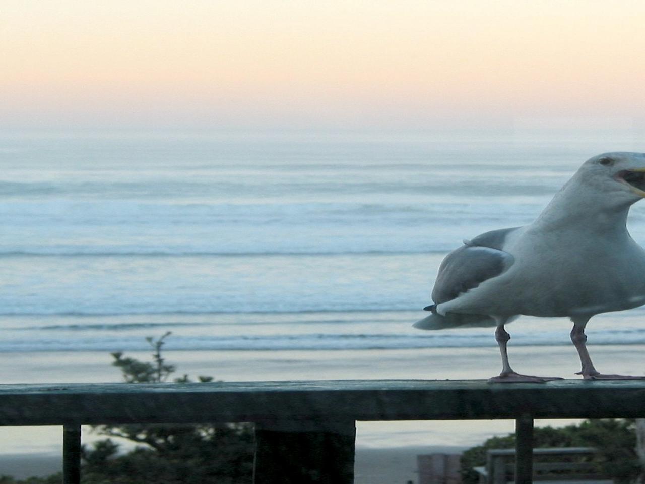 обои Moocher the seagull cute фото