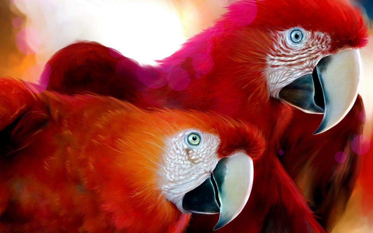 обои Red  Parrot фото