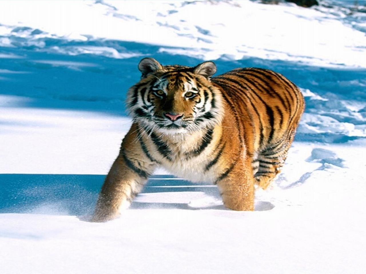 обои Tiger  snow фото