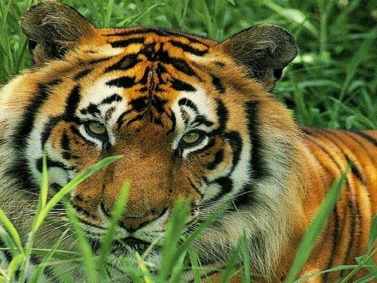 обои Tiger grass фото