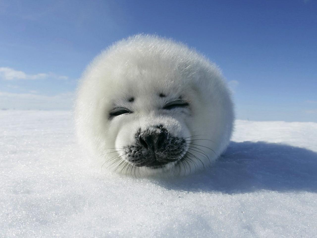 обои Harp Seal фото