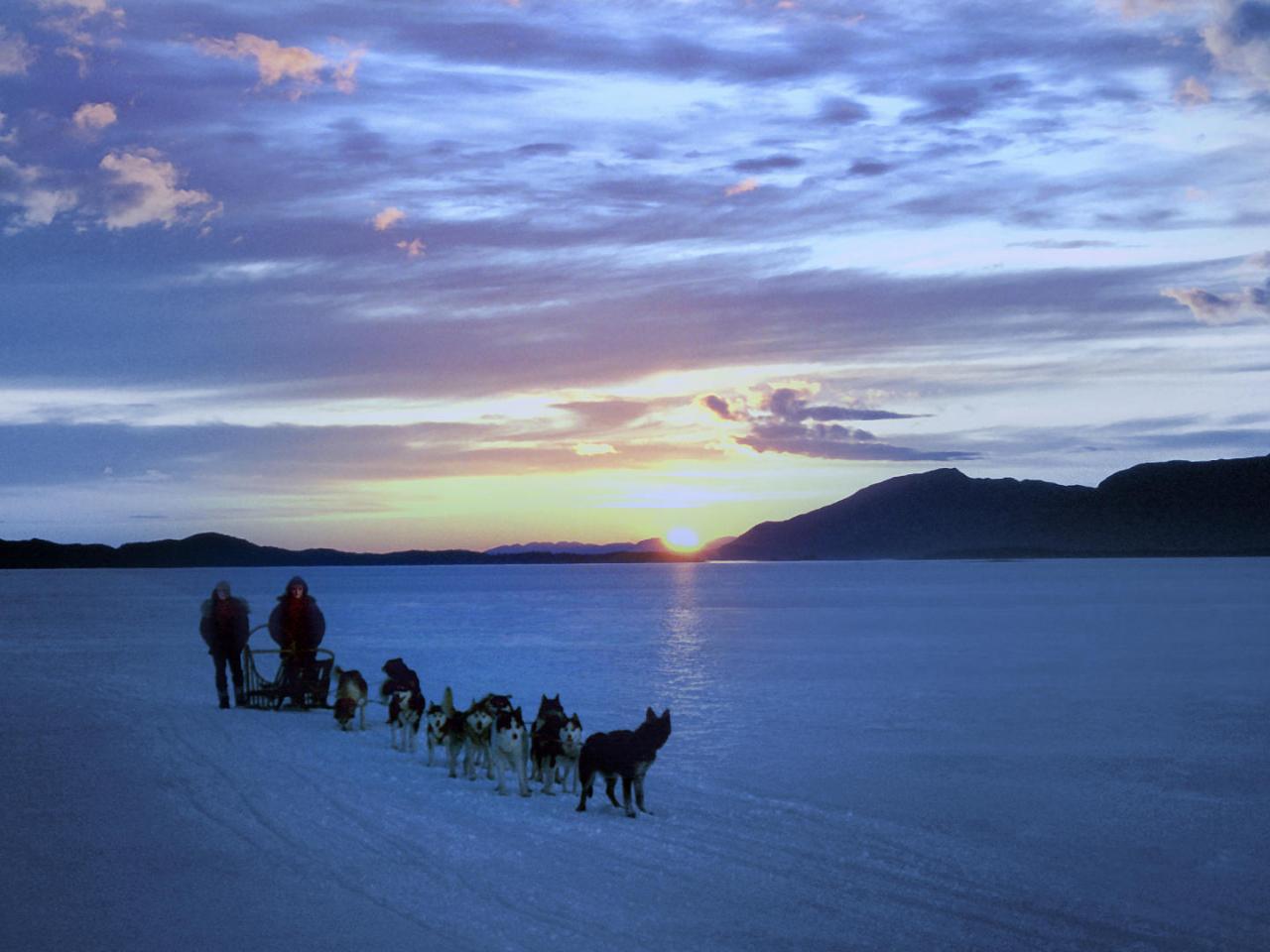 обои Dogsledding Near Nome,   Alaska фото