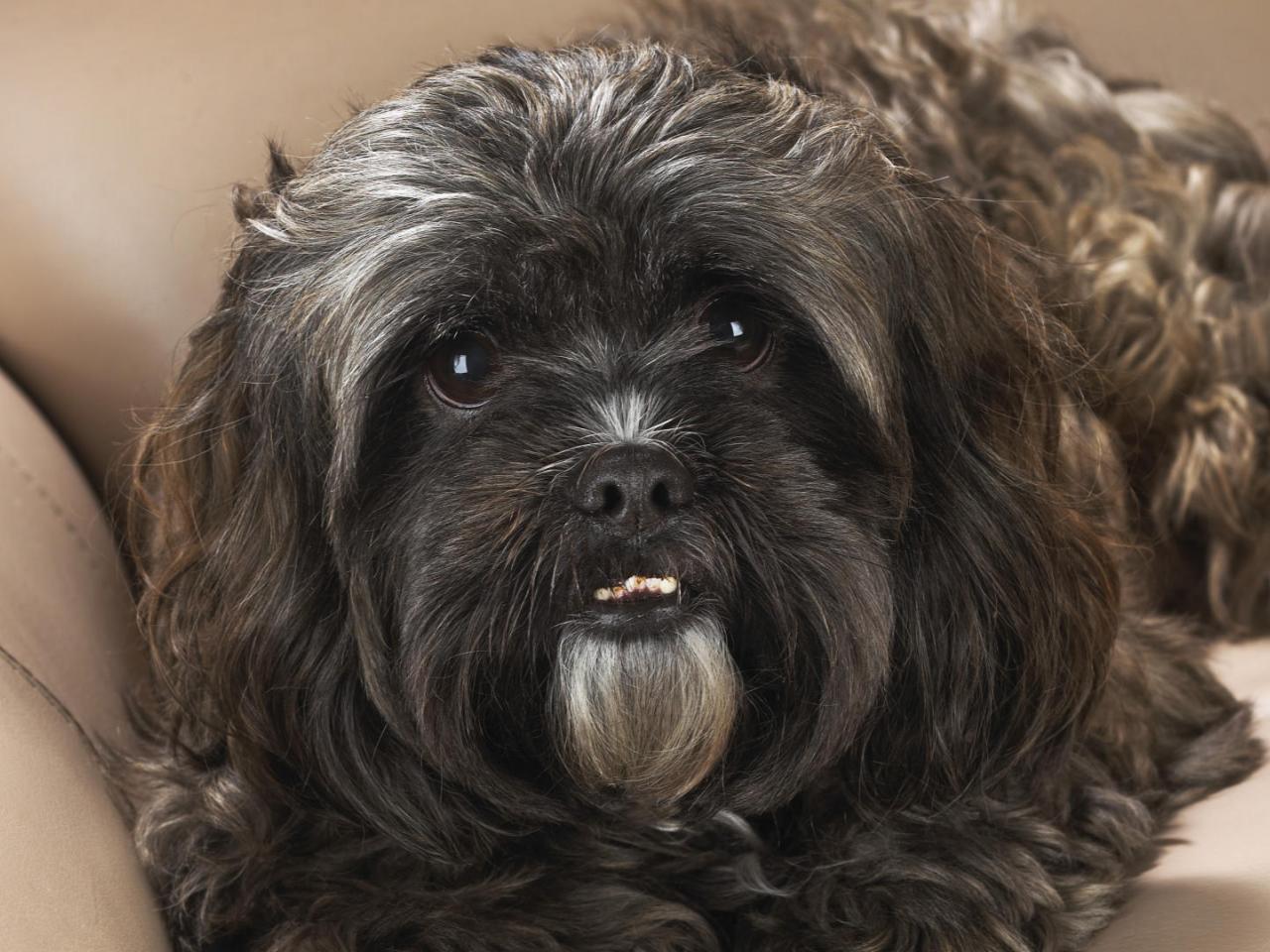 обои Portrait of a Shih Tzu фото