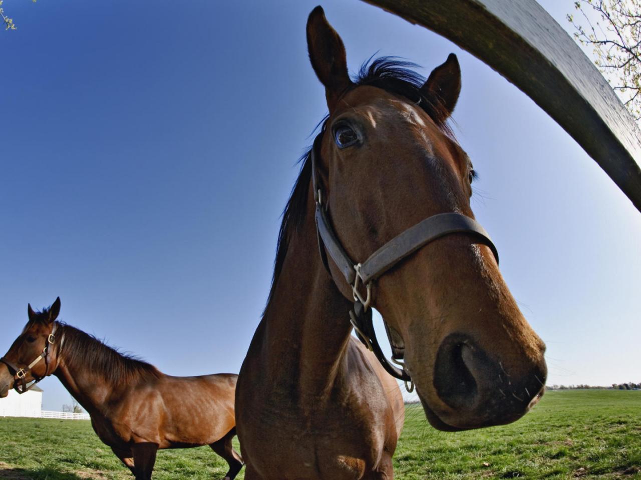 обои Thoroughbred Fisheye Portrait,   Calumet Horse Farm,   Lexington,   Kentucky фото