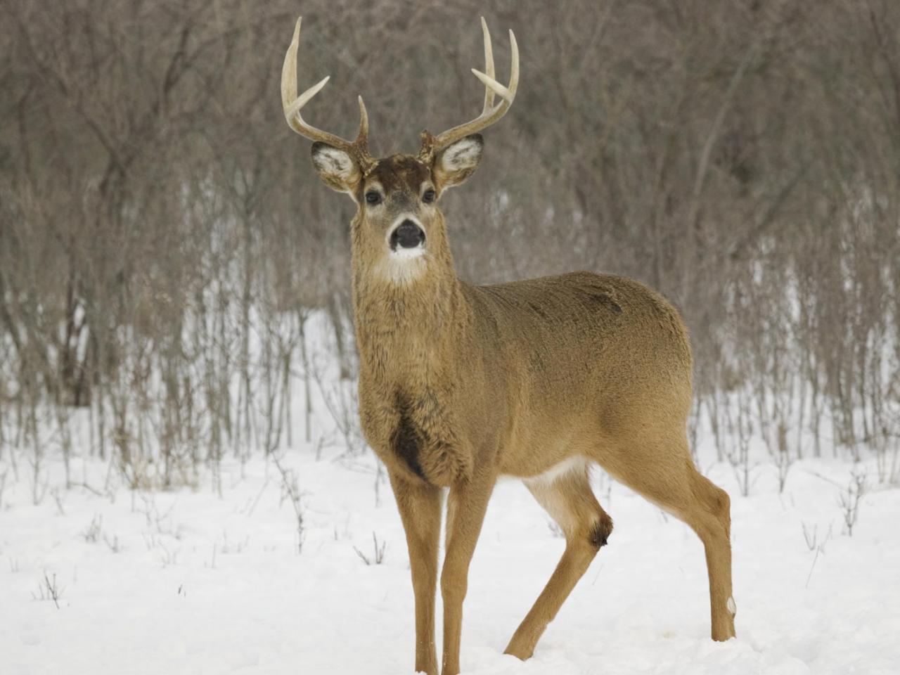 обои White-Tailed Deer,   Kentucky фото