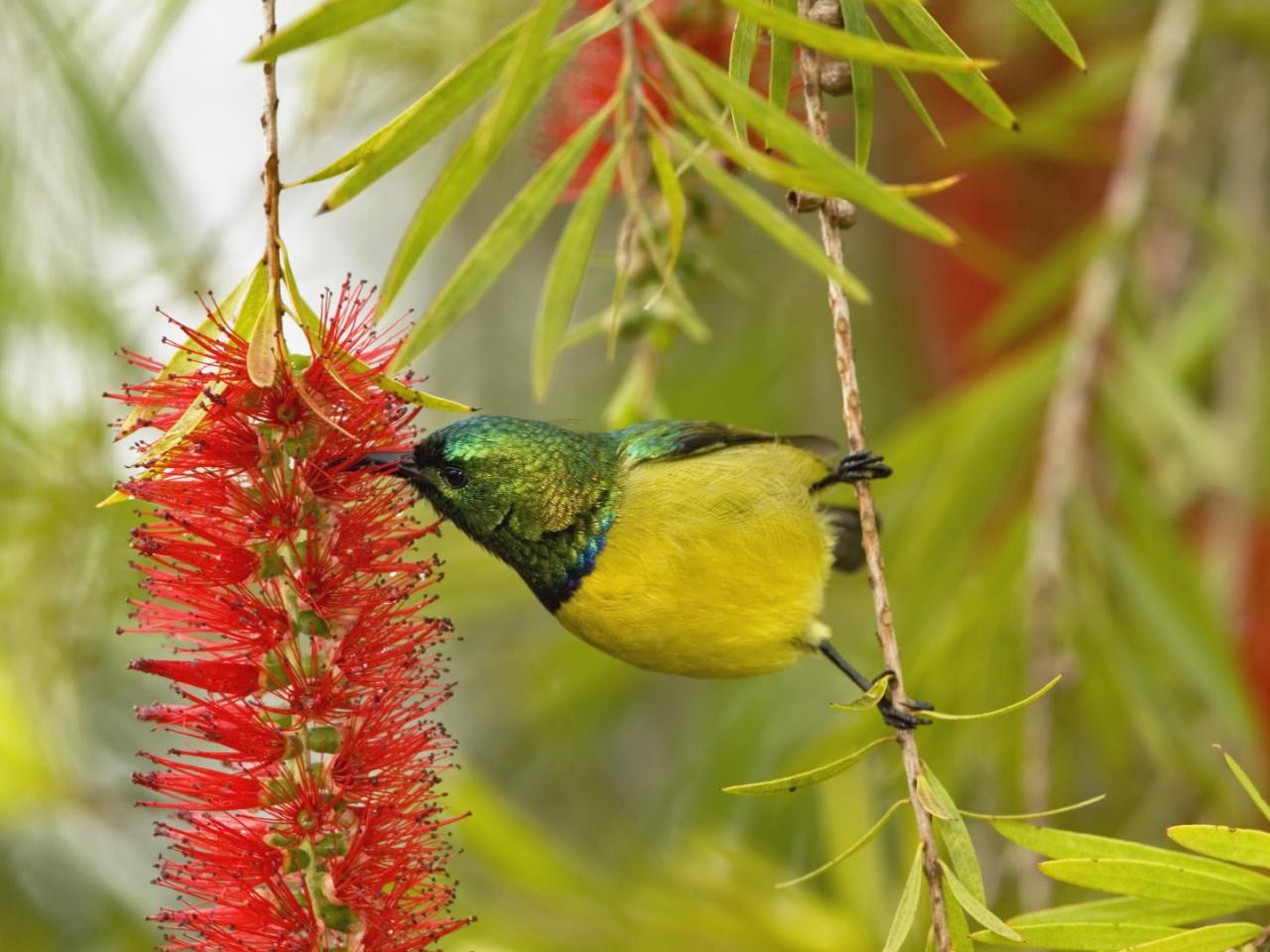 обои Variable Sunbird,   Nyeri,   Kenya,   Africa фото