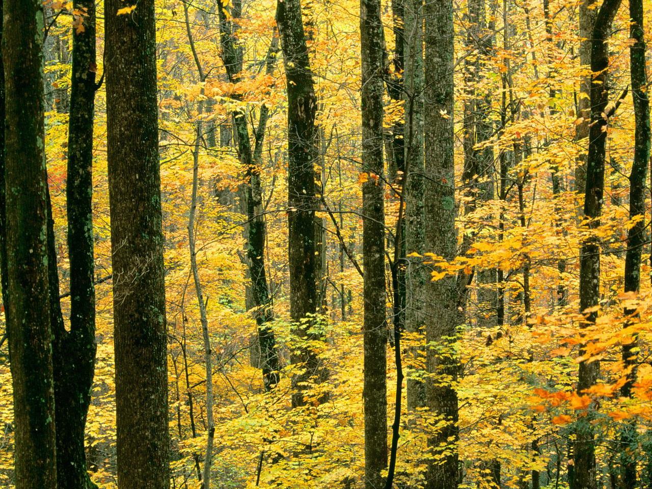 обои Autumn Forest,   Great Smoky Mountains National Pa фото