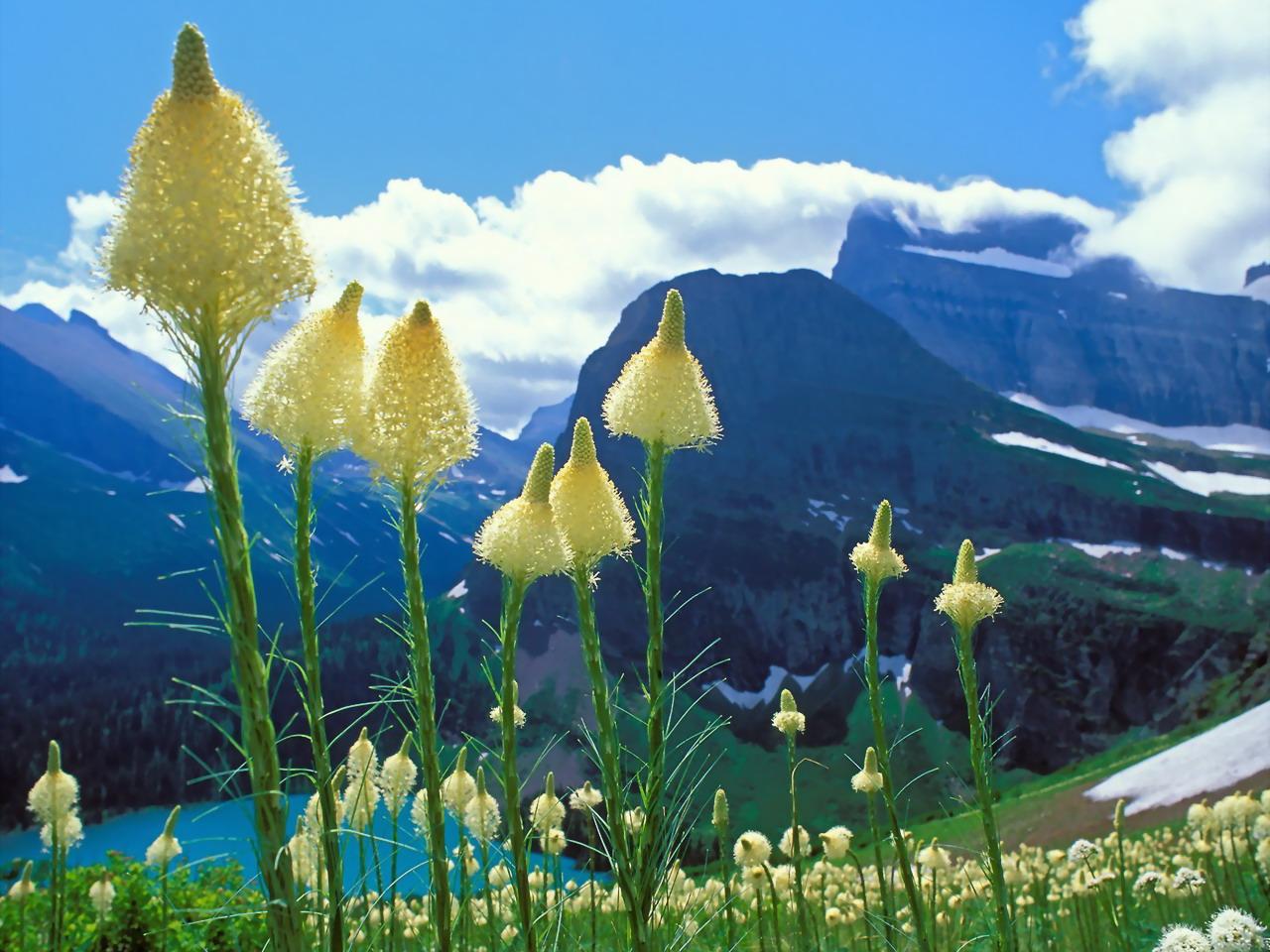 обои Beargrass,   Grinnell Lake,   Glacier National Park,   Montana фото