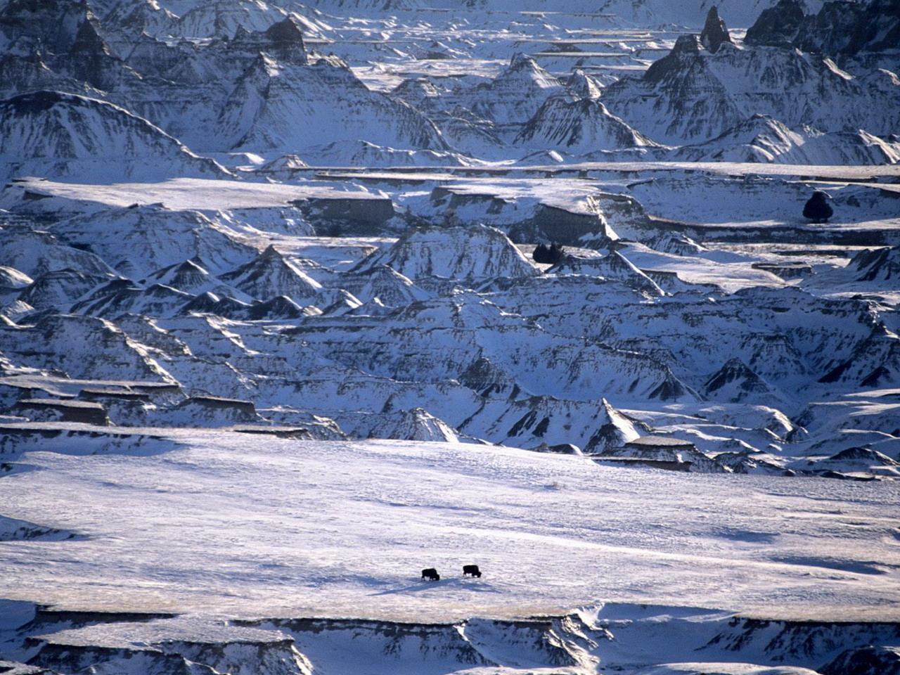 обои Distant Bison,   Badlands,   South Dakota фото